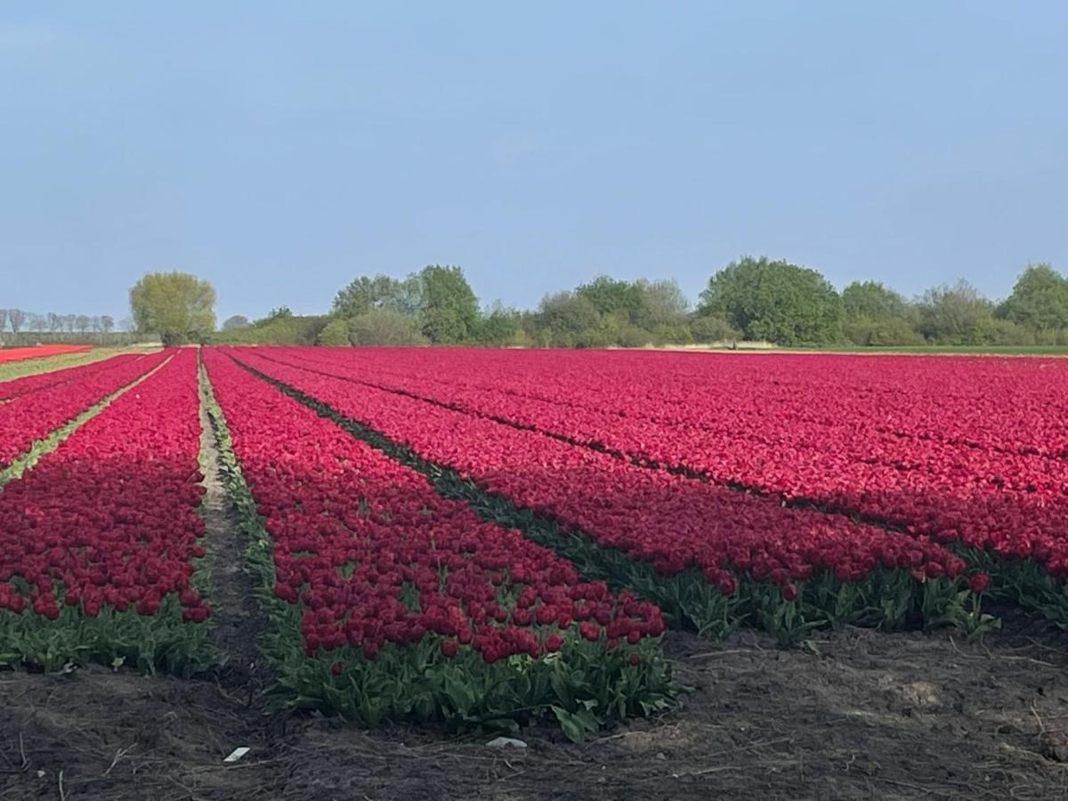 Vakantiehuis Het Uilennest Wijdenes エクステリア 写真